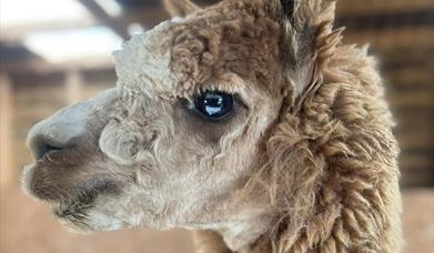 Alpacas at Alpaca Acres.