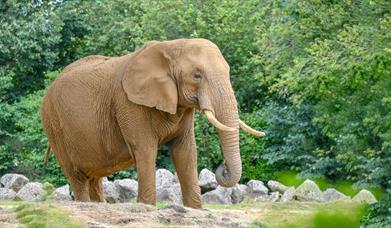 African elephant by Tom Smith