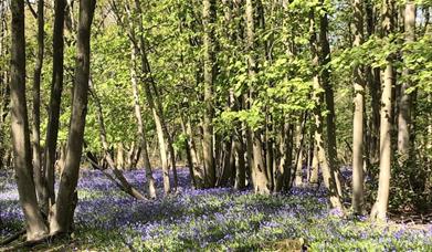 Bluebells