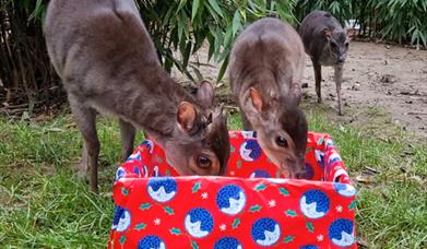 Colchester Zoological Society Animals with Present