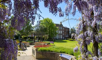 Castle Park with Hollytrees Museum in the background and wysteria in the foreground