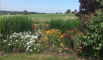 Meadow views
