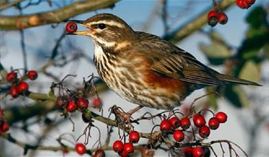 RSPB Flatford Wildlife