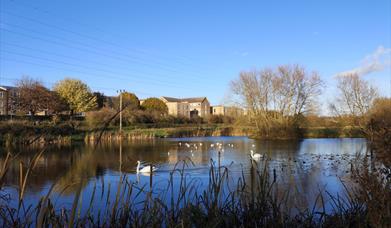 View across lake at Salary Brook with swans on lake