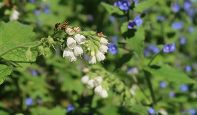 Beautiful flowers in Colchester.