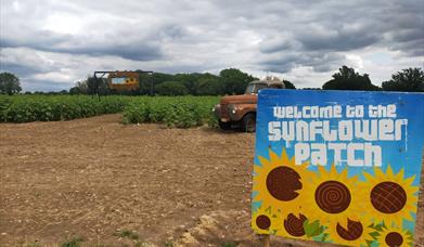 A ploughed sunflower patch.